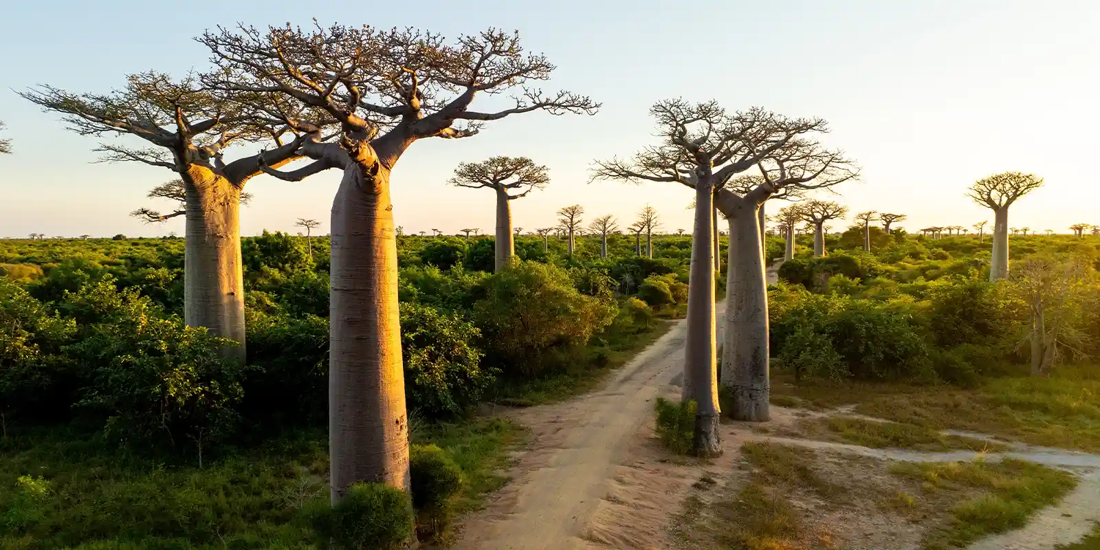 Treetop view of the Baobab trees in Madagascar.