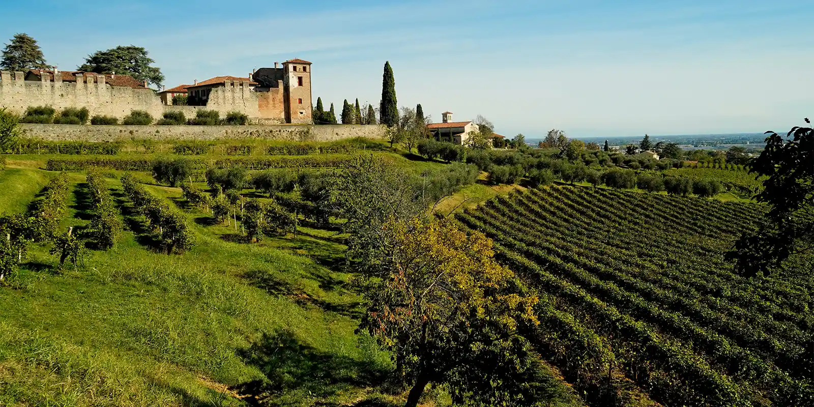 Vineyards in the Prosecco Hills, Italy