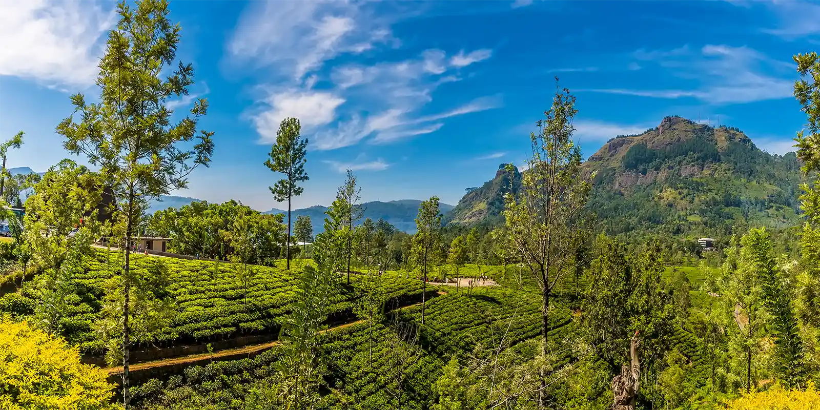 Tea plantation in Sri Lanka's Highlands