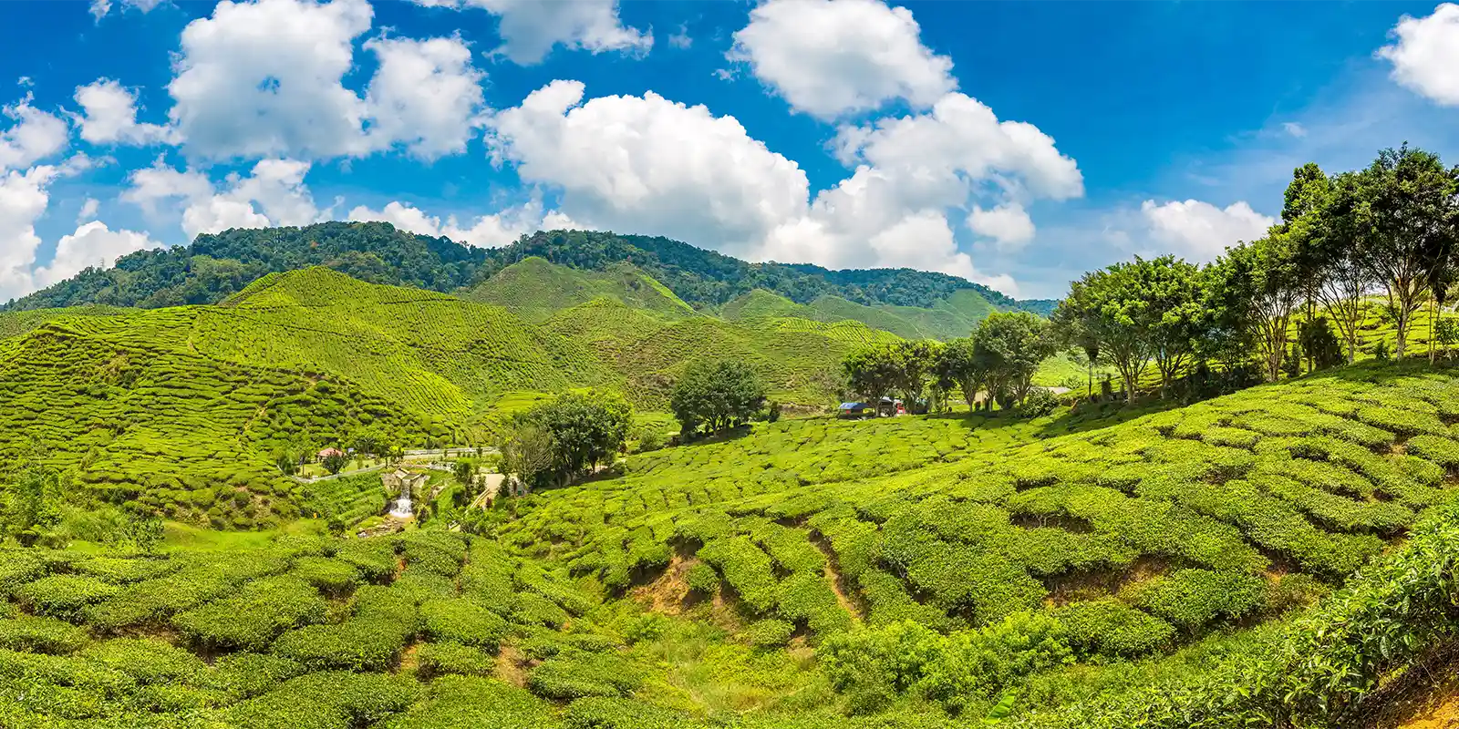 Tea plantations in Sri Lanka
