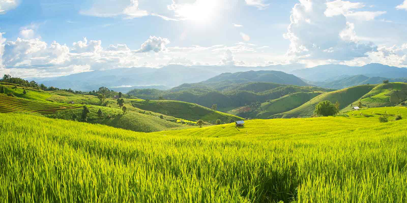 Picturesque scenery of rice fields near Chiang Mai