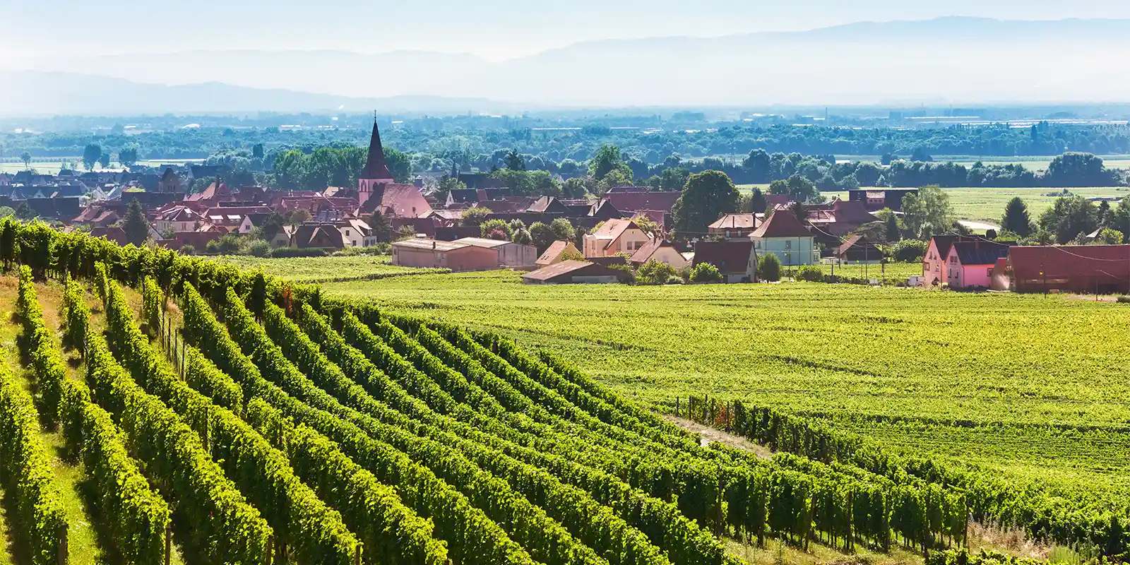 View of Kaysersberg, with vineyards in the foreground, Alsace, France.