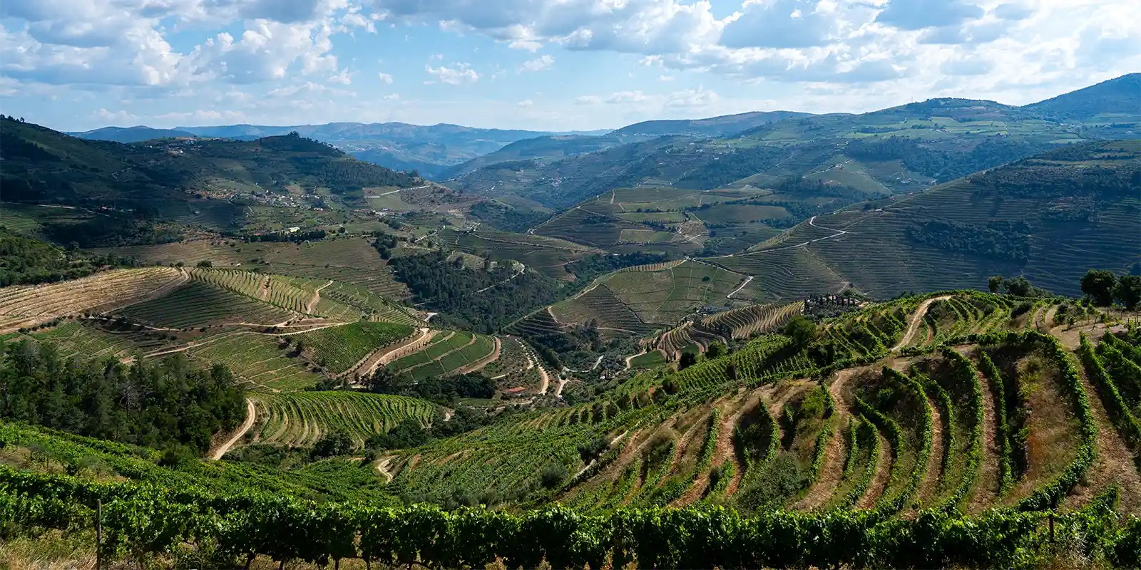 View of vineyards in the Douro Valley, Portugal