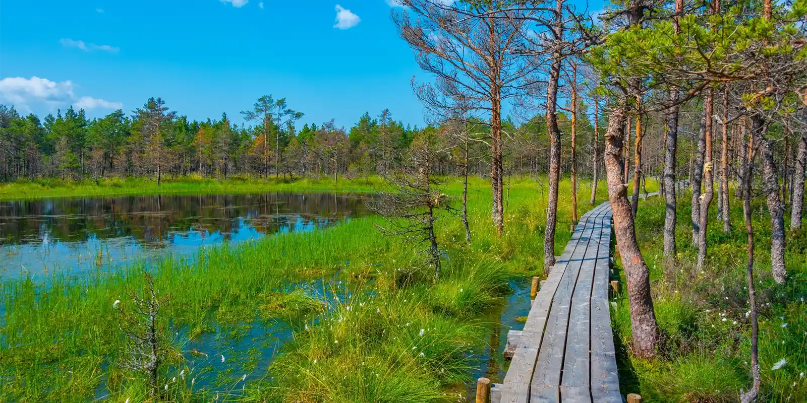Viru Bog National Park in Estonia