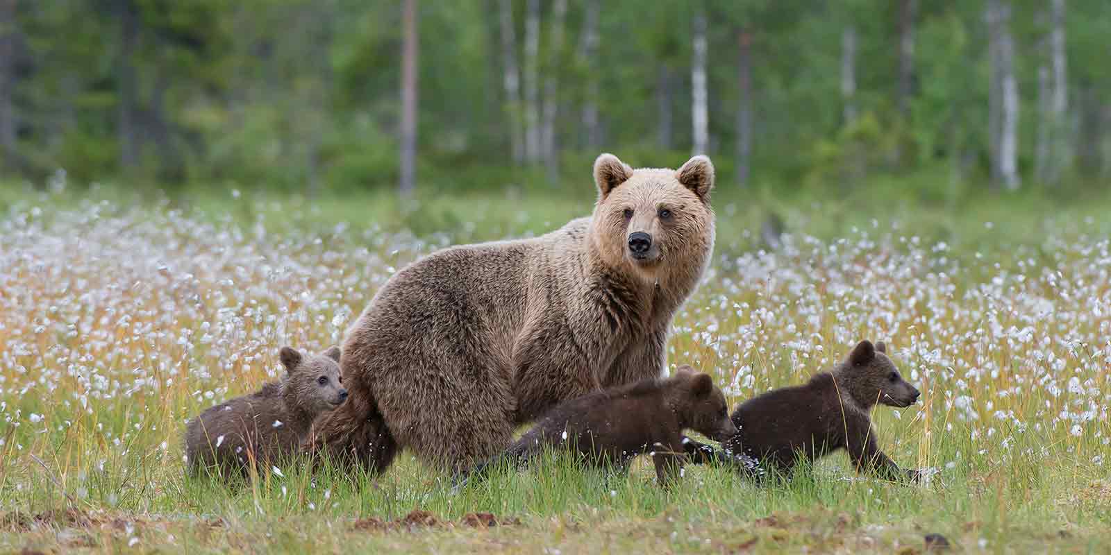 European brown bear and cubs walking through cotton grass in Finland forest