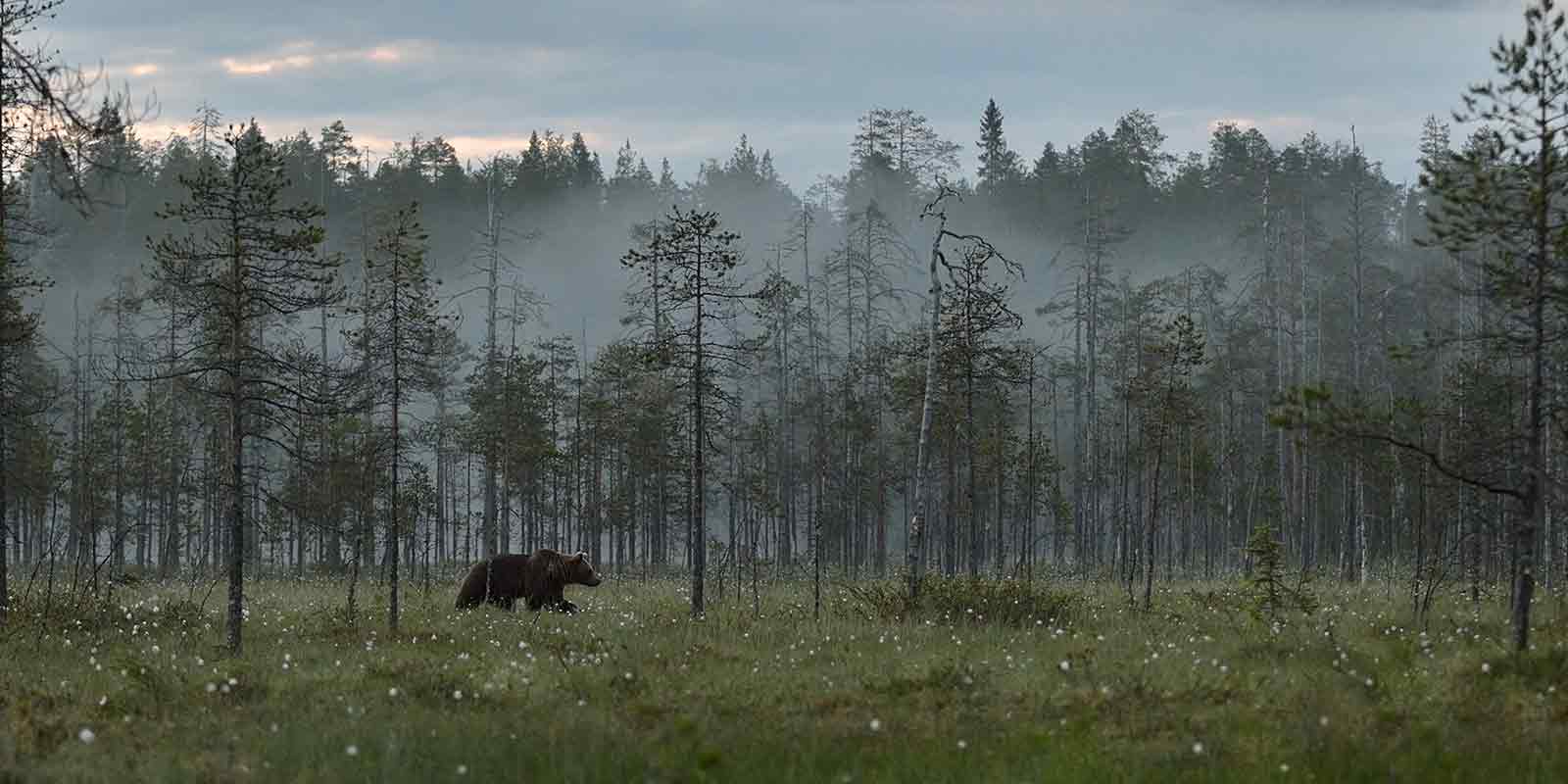 Brown bear in the Taiga forest of Finland at twilight