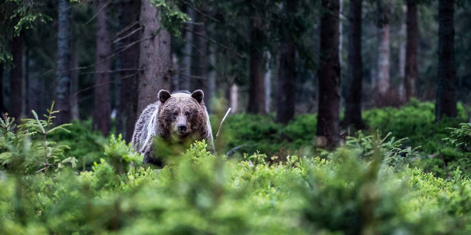 European brown bear in the forest