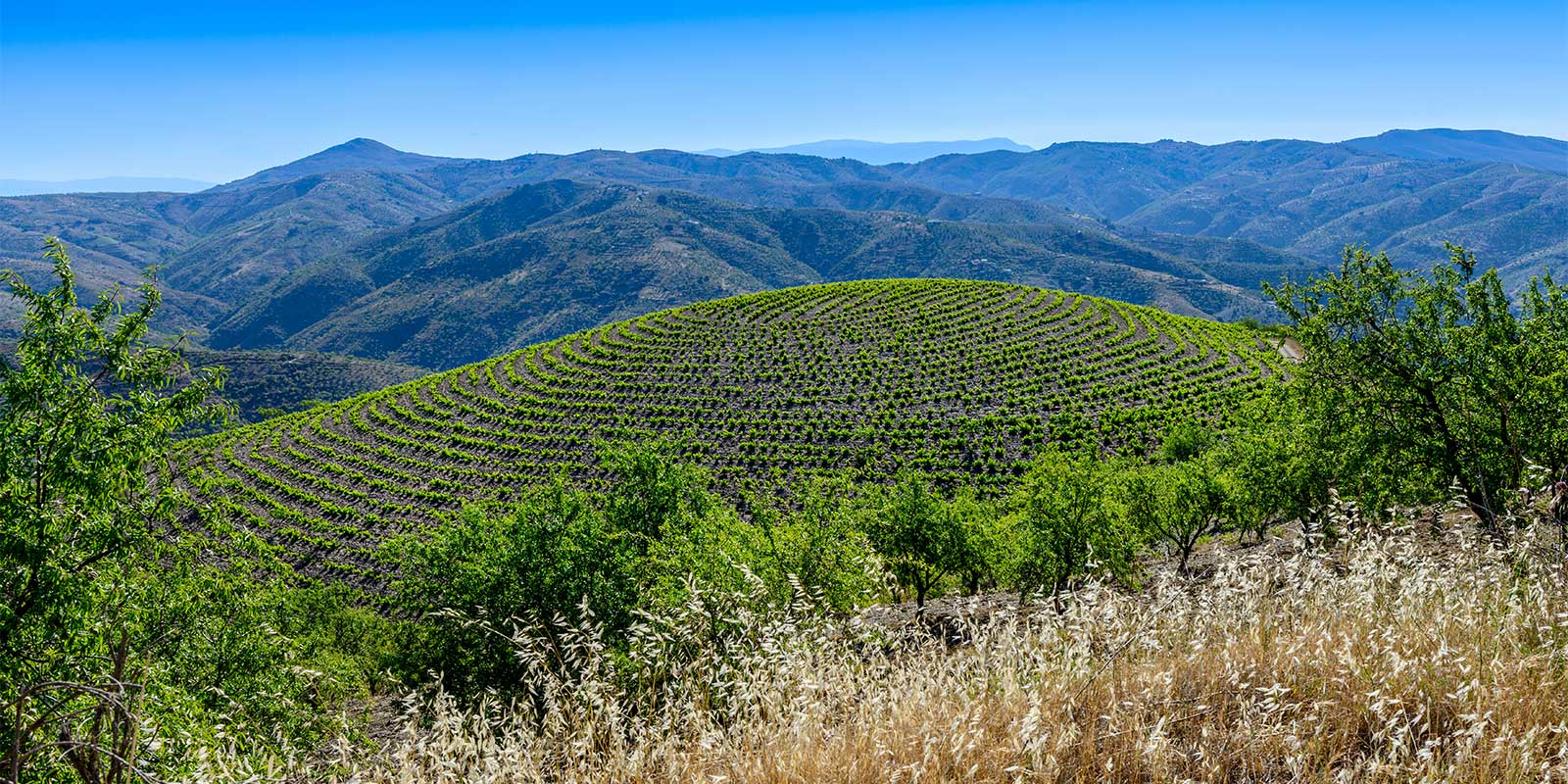 Vineyard in Alpujarras, Spain