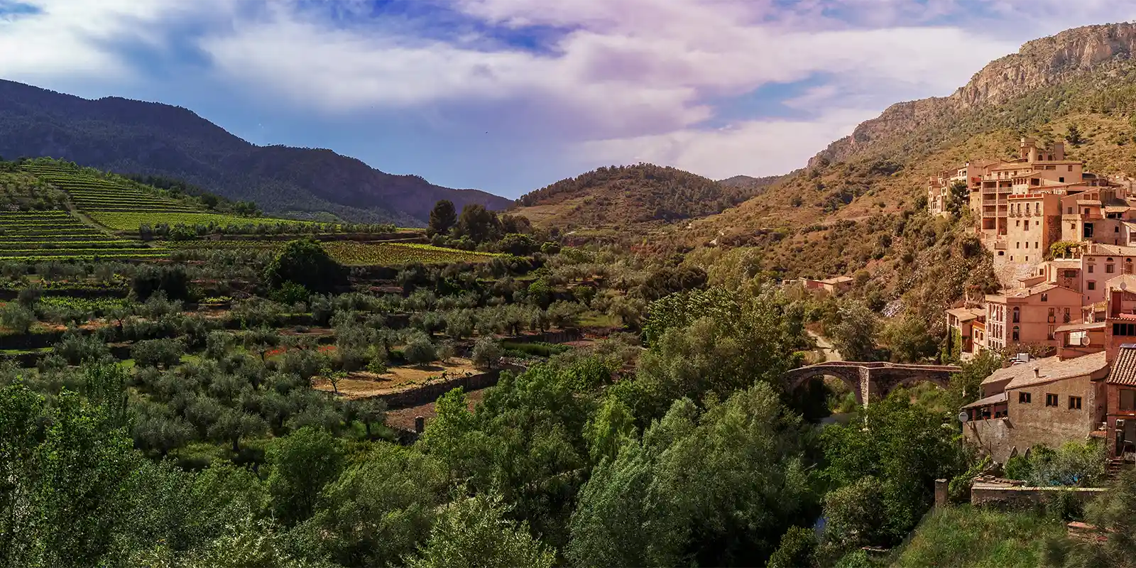 Olive groves in Catalonia, Spain