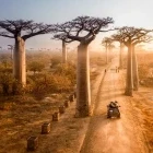 Aerial view of iconic Baobab trees in Madagascar.