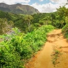 View of a path through the forests of Madagascar.