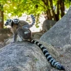 Ring-tailed lemus in Madagascar.