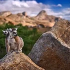 Ring-tailed lemur family amongst the landscape of Madagascar.