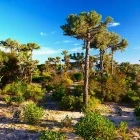 The spiny forests of Madagascar.