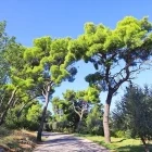 Trees in Split, Croatia