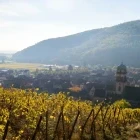 View of grape vines and Chateau de Kaysersberg, France.