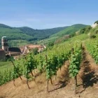 Vineyards in the Alsace, France.