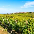 Vineyards near Riquewihr, France.