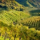 Vineyard for Conegliano Valdobbiadene Prosecco, Italy