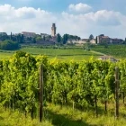 Grapevines overlooked by Castello San Salvatore in Susegana, Italy