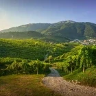Vineyards in the Prosecco Hills, Italy