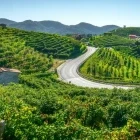 A road through the Prosecco Hills, Italy
