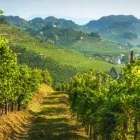 Path amongst grapevines in the Prosecco Hills, Italy