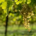 Prosecco wine grapes in Italy