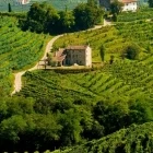 Vineyards in the Prosecco Hills, Italy