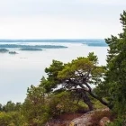 Ancient forest in Nyköping, Sweden