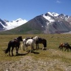 Horses in Kyrgyzstan