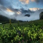An alpine meadow in the Prapic Valley, France.