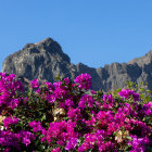 Flora near Joao Alfonso Valley in Santo Antão, Cape Verde