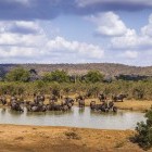 Buffalo at watering hole at Kruger National Park