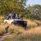 Group on game drive with leopard
