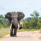 African elephant in Kruger National Park, South Africa