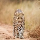 Leopard in Kruger National Park, South Africa