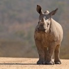 White rhino calf in Kruger National Park, South Africa