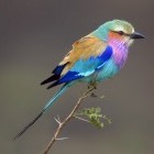 Lilac-breasted roller in South Africa