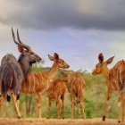Nyala in Zululand, South Africa