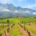Vineyards in Tulbagh, South Africa