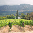 Vineyards in South Africa