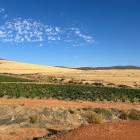 Winelands in South Africa