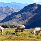 Alpacas grazing in Vilcanota mountain rnage in Peru. 