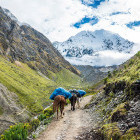Horses on the Salkantay Trail approaching Machu Picchu in Peru. 
