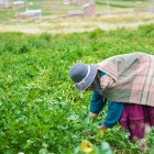 A woman picking potatoes wearing traditional Aymara clothing. 