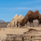 Two bactarian camels in Mongolia.