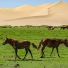 Young horses grazing, with the backdrop of the Knongor sand dunes, Mongolia.