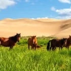 Mongolian horses amongst grasses in the desert.
