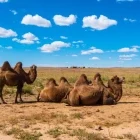 A caravan of bactarian camels in Mongolia.